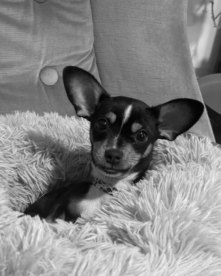 Pepe, a tricolour chihuahua-cross